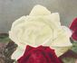 Lemon Queen rose photo
