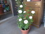 Cachet ™ rose photo