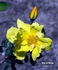 Star of Persia rose photo