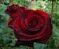 Blackout rose photo