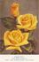 Aureate rose photo