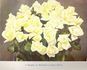 McGredy's Ivory rose photo
