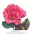 Rose Berkeley rose photo