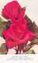 Westfield Scarlet rose photo