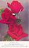 Southport rose photo