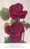 Colonel Sharman-Crawford rose photo