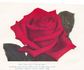 Earl Haig rose photo