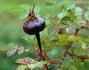 <i>Rosa pimpinellifolia</i> 'plena' rose photo