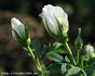 <i>Rosa pimpinellifolia</i> 'plena' rose photo