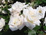 Angela Merici rose photo
