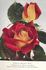 Dorothy McGredy rose photo