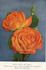 Angels Mateu rose photo