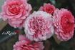 Rose de Bayonne rose photo