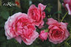 Rose de Bayonne rose photo
