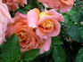 Madame Yvonne Chaverot rose photo