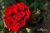 Belkanto rose photo