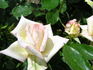 Super Sun rose photo