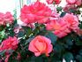 Christine Lanson rose photo