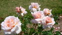 It's Magic rose photo