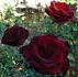 Blackout rose photo