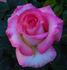 Foolish Pleasure ™ rose photo