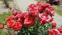 Madame Bruno Coquatrix rose photo