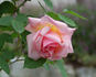 Madame Butterfly, Cl. rose photo