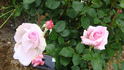 Clairette rose photo
