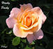 Hanky Panky rose photo