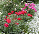 Love 'Ya Dad rose photo