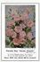 Dorothy Howarth rose photo
