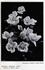 Joanna Bridge rose photo