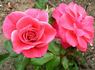 Fancy Talk rose photo