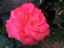 Fortuna ® rose photo