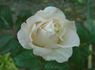 Kameleon rose photo