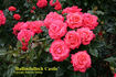 Ballindalloch Castle rose photo