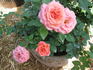 Electric Lady rose photo