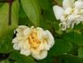 Ravensworth rose photo