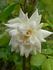Ravensworth rose photo