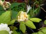 Ravensworth rose photo