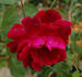 Mrs. J.J. Hedley-Willis rose photo