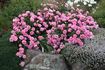 Flinders rose photo