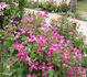 Inspiration clematis photo
