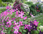 Inspiration clematis photo