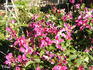 Inspiration clematis photo