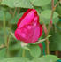 Richmond, Cl. rose photo