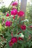Richmond, Cl. rose photo