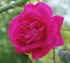 Richmond, Cl. rose photo