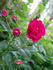Petit René rose photo