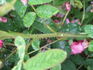 Adèle Courtoise rose photo